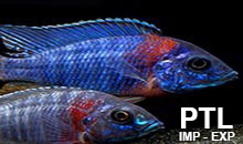 Aulonocara_Speciali_Coppia _MALAWI
